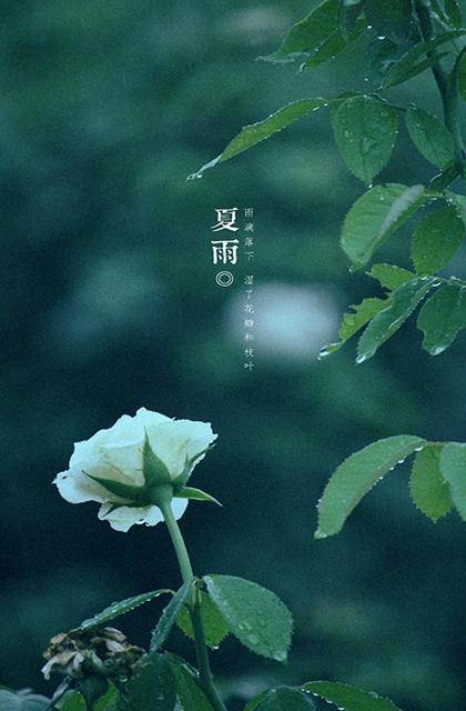 细雨比喻句
