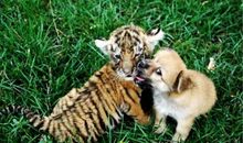 与老虎有关的谚语