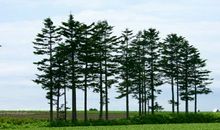 有关树林的比喻句