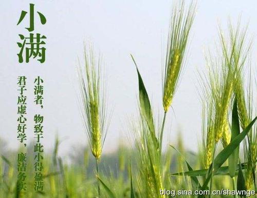 与小满有关的谚语