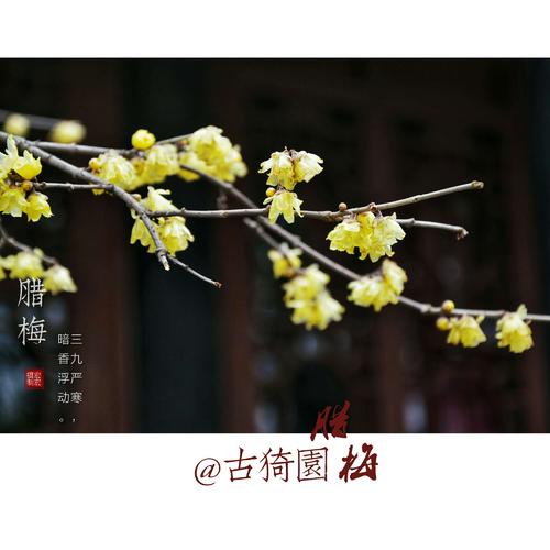 赞美拉美的句子