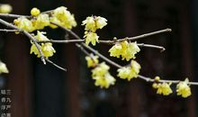 赞美腊梅的句子