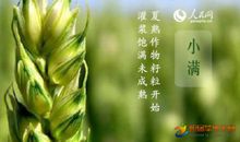 小满节气谚语