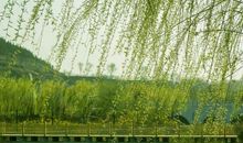 描写春天柳树的古诗