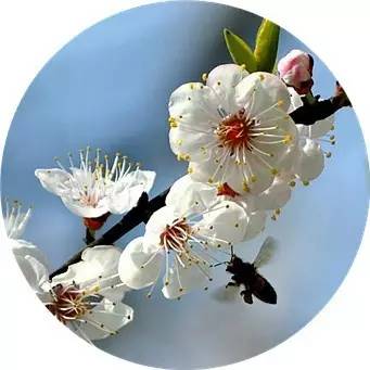 描写杏花的诗歌大全