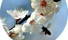 描写杏花的诗句大全