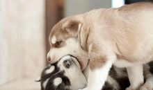 关于猫狗的谚语