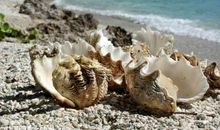 形容贝壳的句子