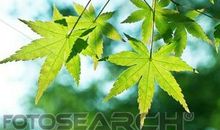 描写银杏比喻句