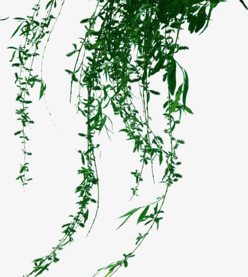 柳树枝的隐喻