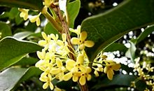 关于桂花比喻句