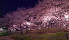 描写樱花样子的句子