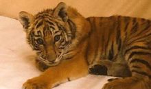 豺狼遭火烧歇后语