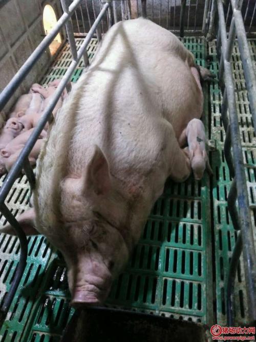 母猪的寓言词
