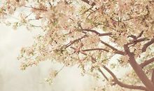 唯美的句子加图片:我的世界从此苍白,没有颜色