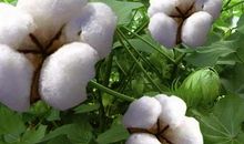 用棉花造比喻句