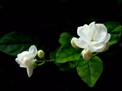 茉莉花寓言
