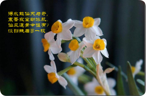 描写水仙的诗