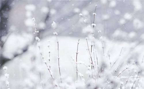 雪域语录