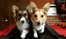 猴子耍把戏的歇后语