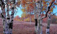 白桦树的比喻句