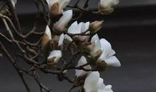 描写玉兰花的诗句