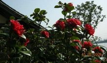 山茶花写比喻句