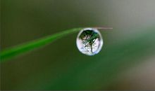 形容露珠的句子