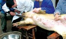 屠夫家里肥猪歇后语