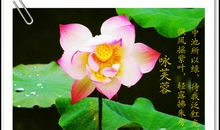 称赞荷花的句子