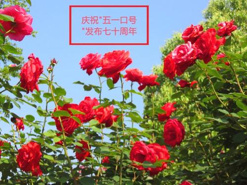 五一口号