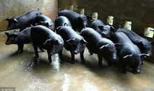 乌鸦落在猪身上歇后语