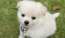 关于狗和猫的英文谚语