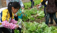 关于蔬菜的英文谚语