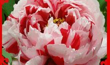 快乐每一天祝福语