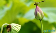 描写夏天的古诗句