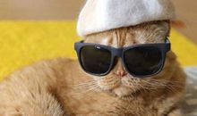 特化师经典语录