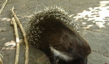 属豪猪的歇后语