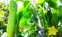 农业蔬菜谚语大全