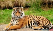 与老虎有关的歇后语