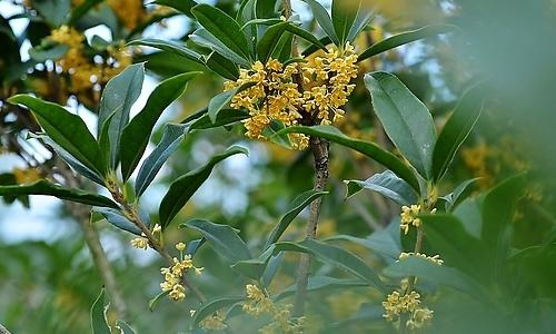 桂花写比喻句