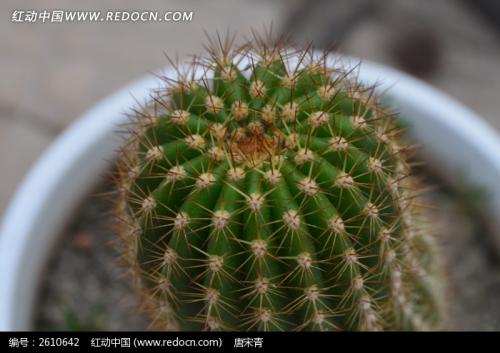 仙人掌