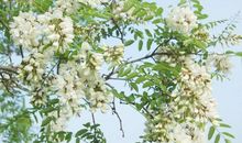 有关槐树的比喻句