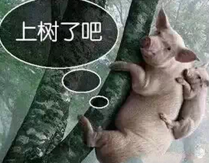母猪在树上的寓言语