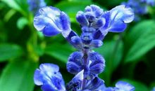 唯美的句子，你的笑，唯美了那一束紫蓝色的薰衣草