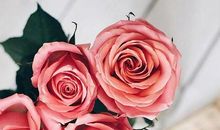 简短的优美句子