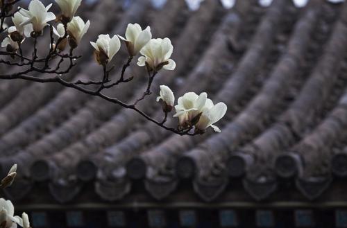 写玉兰花的隐喻