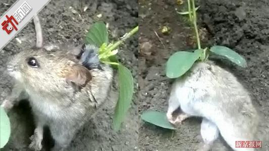 动物过敏