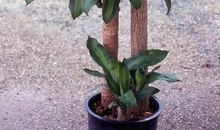 描写铁树的比喻句