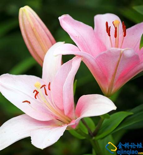 拟人化句子花